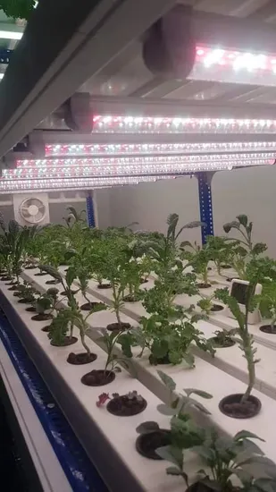 Plantas vegetais de espectro completo de alta potência crescem em estufa 200W 400W pendurar DIY LED melhores luzes de cultivo interno