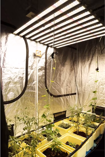 Lâmpada LED para cultivo com fio suspenso, 50W/75W/80W/100W/150W/300W/400W/450W/500W/600W/650W/700W/800W/900W/1000W/1200W/1500W Lâmpada de tubo para cultivo de plantas Clipe de luz para cultivo LED